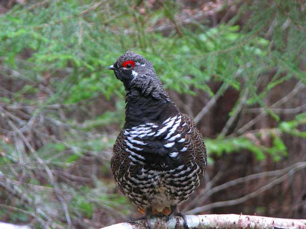 Spruce Grouse