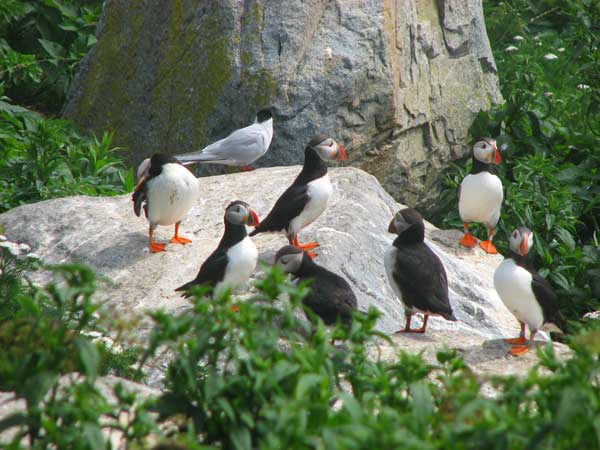 Atlantic Puffins