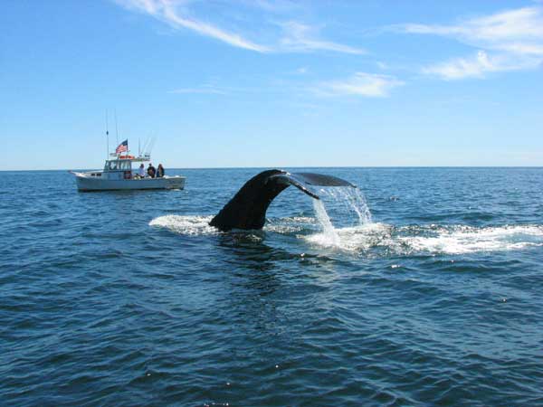 Humpback Whale