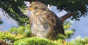 Lincoln's Sparrow