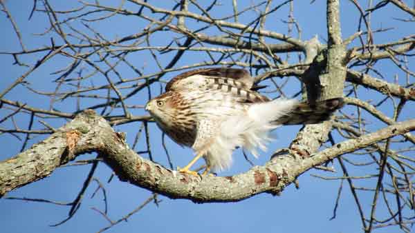 Sharp-shinned Hawk