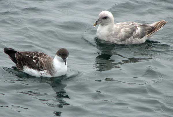 Great Shearwater and Northern Fulmar