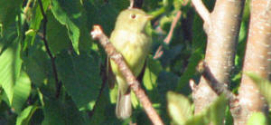 Yellow-bellied Flycatcher