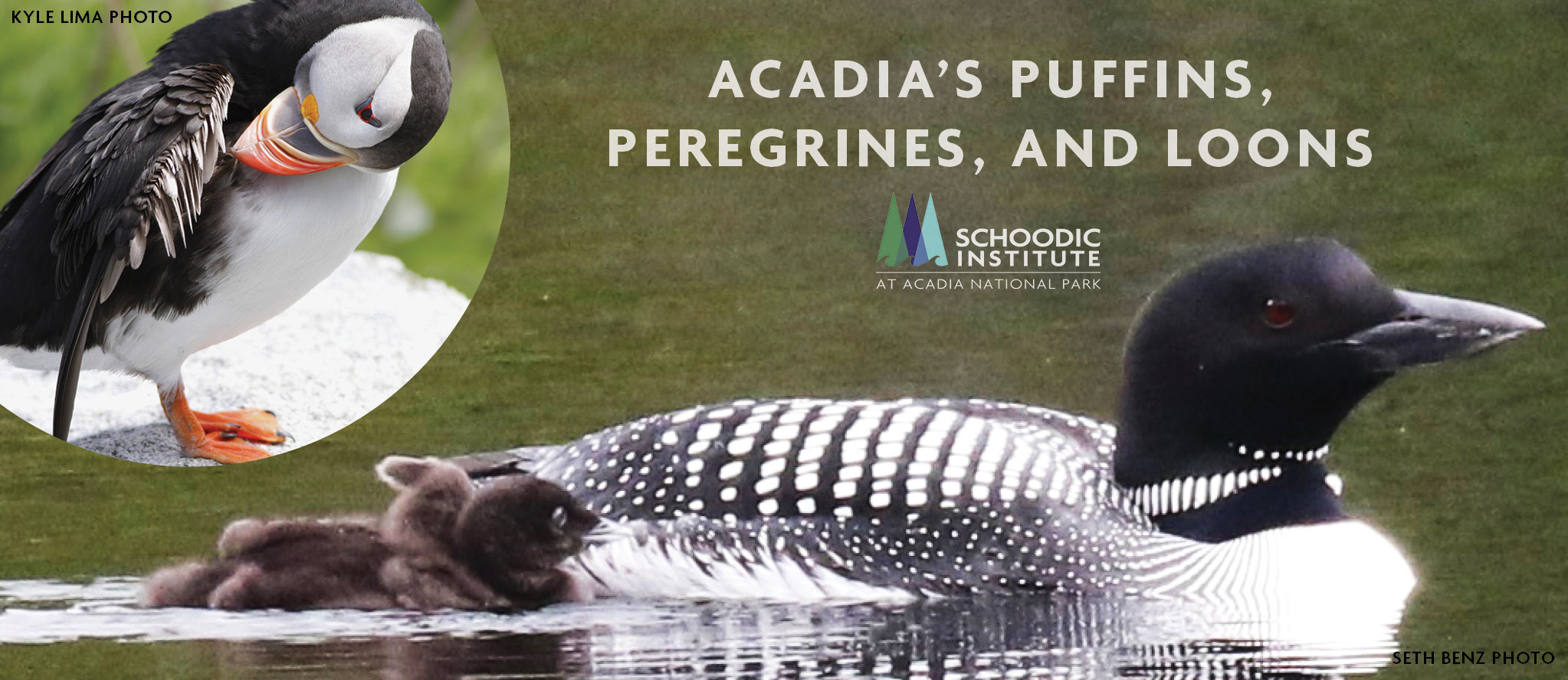 Acadia's Puffins. Peregrines, and Loons