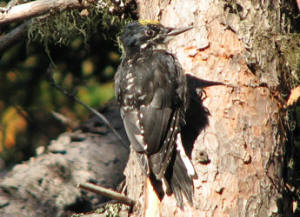 American Three-toed Woodpecker