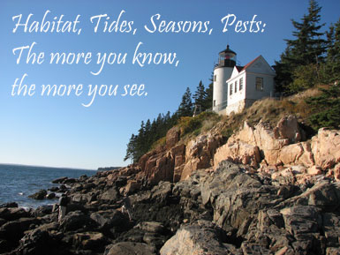 Bass Harbor Head Light