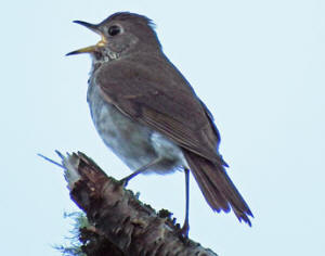 Bicknell's Thrush