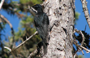 Black-backed Woodpecker