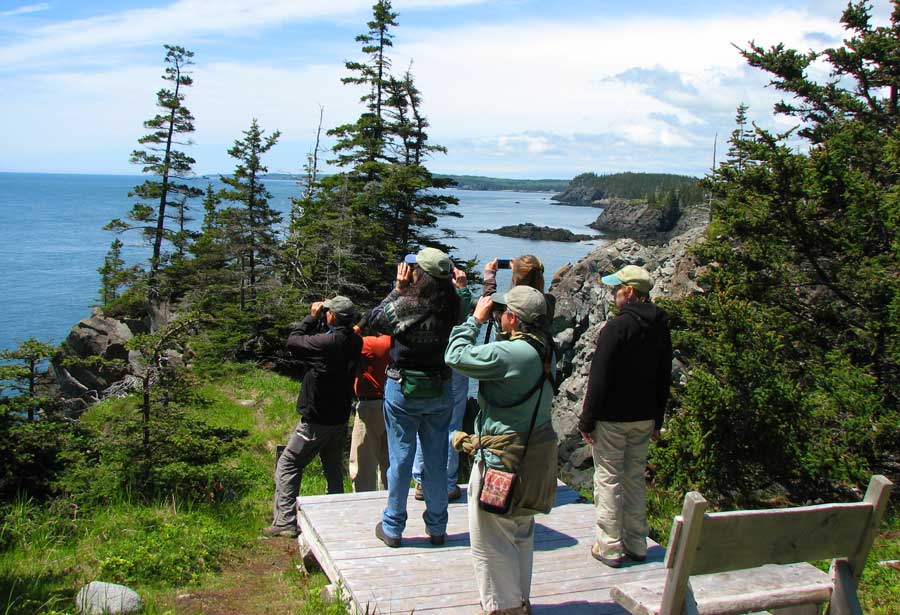 Maine Birding