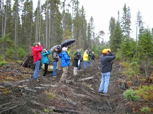 Boreal Habitat