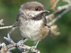 Boreal Chickadee