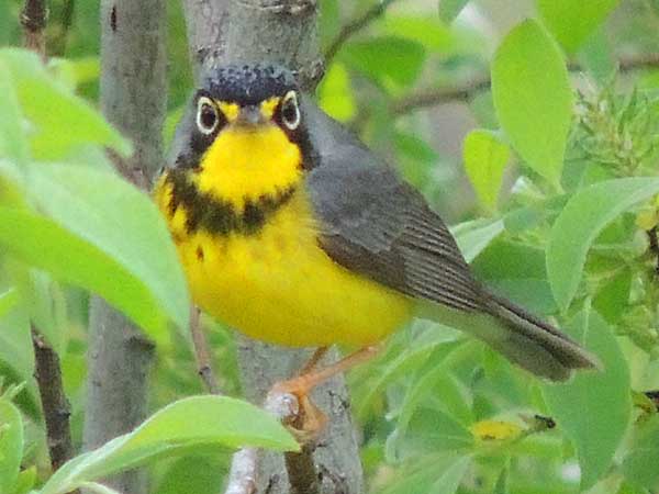 Canada Warbler