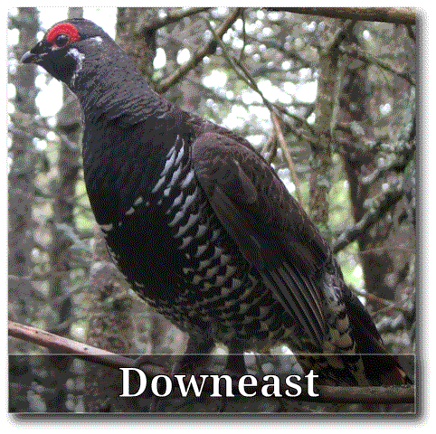 Downeast Trails