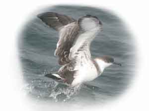 Great Shearwater