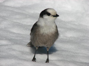 Canada Jay