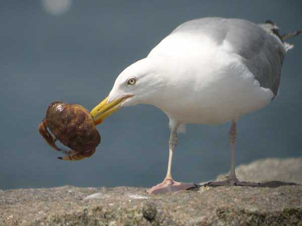 Herring Gull