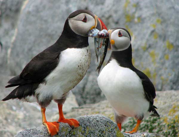 Puffins