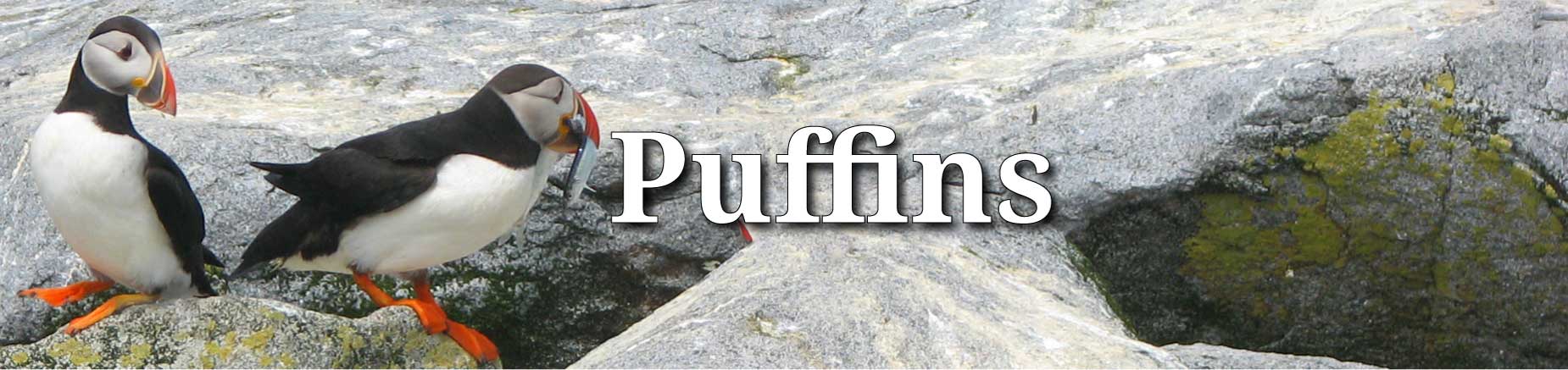 Puffins