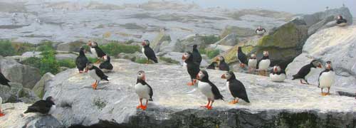 Puffins