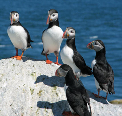 The 4 Best Ways to See Puffins in Maine - Birds and Blooms