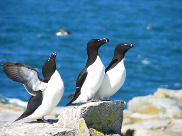 Razorbills