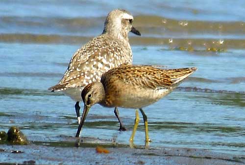 shorebirds