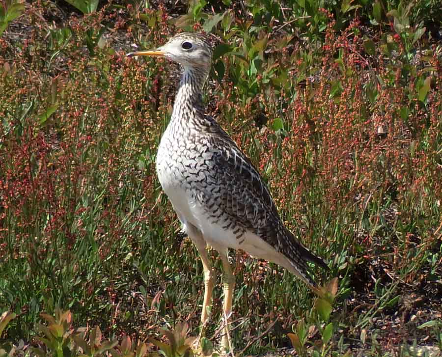 Upland Sandpiper