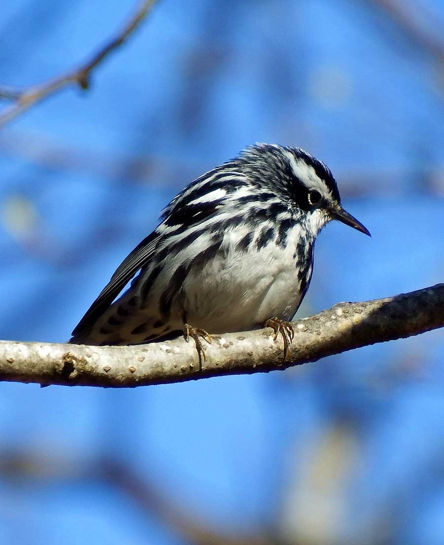 Black-and-white Warbler