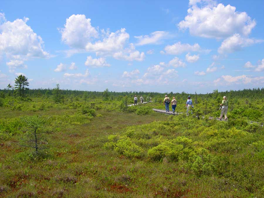 Orono Bog Boardwalk