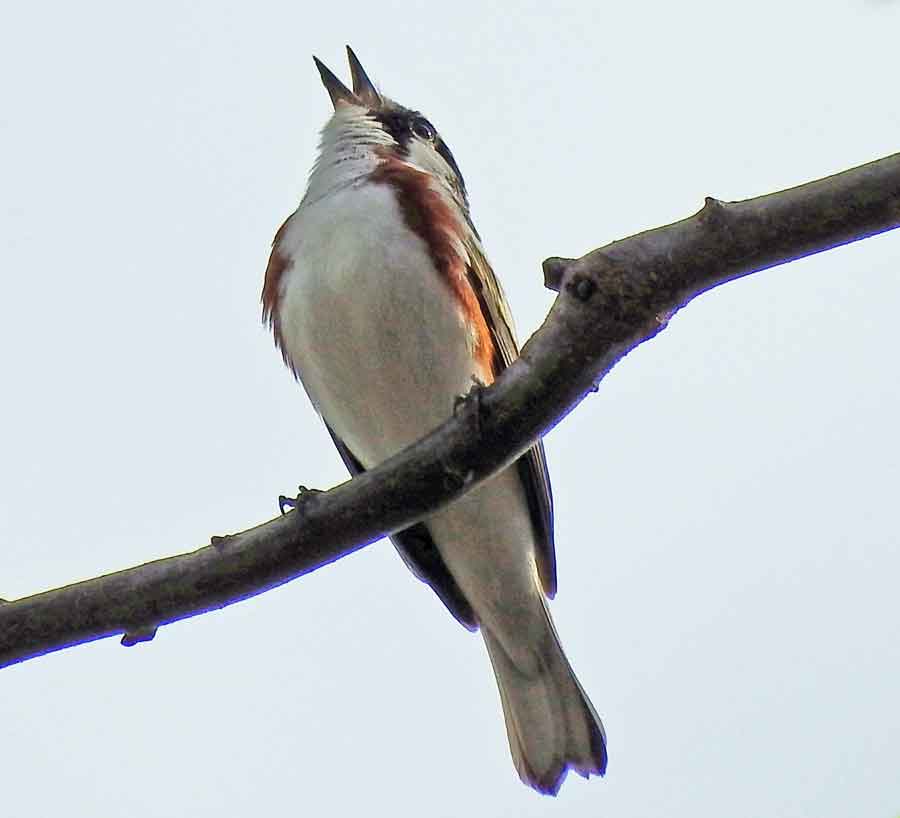 Chestnut-sided Warbler