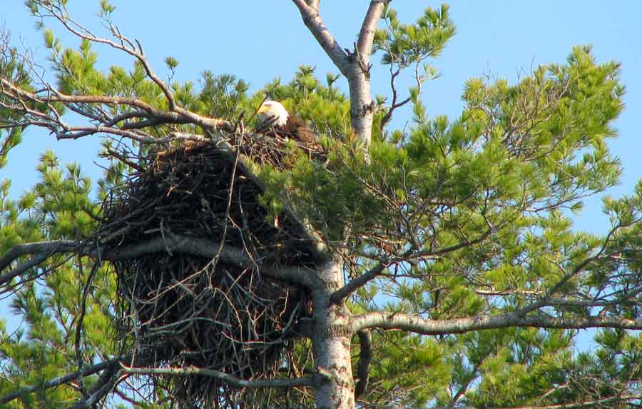 Bald Eagle