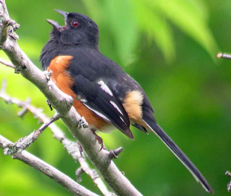 Eastern Towhee