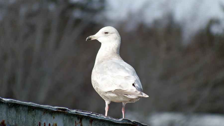 Iceland Gull