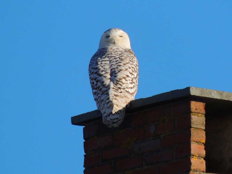 Snowy Owl