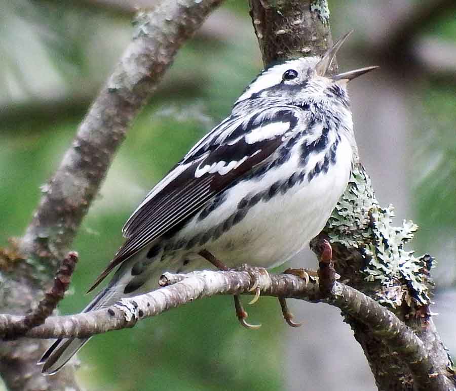 Black-and-white Warbler