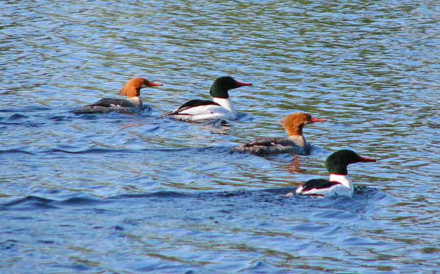 Common Mergansers