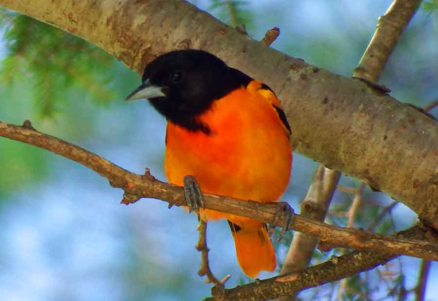 Baltimore Oriole