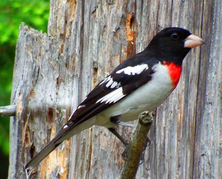 Rose-breasted Grosbeak