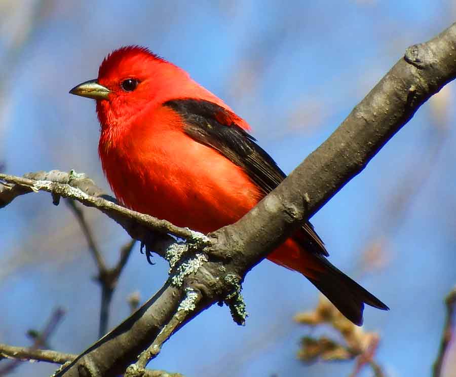 Scarlet Tanager