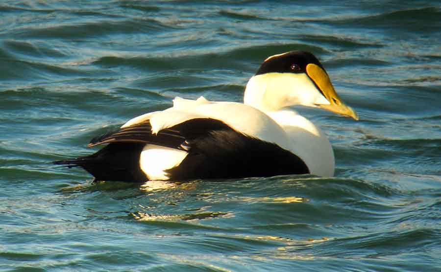 Common Eider