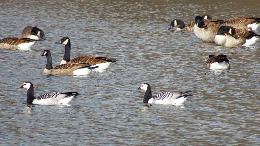 Barnacle Geese