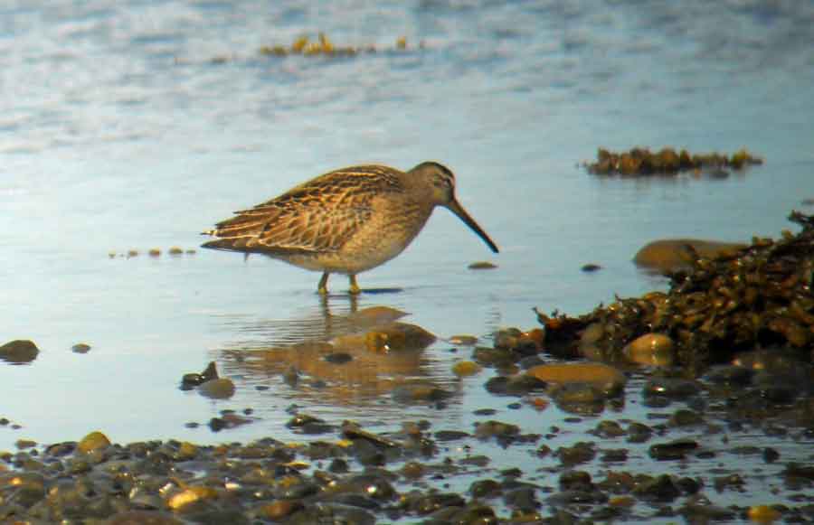 Short-billed Dowitcher