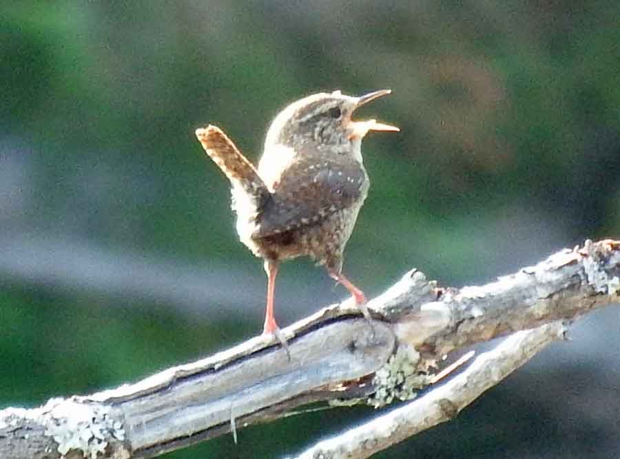 Winter Wren