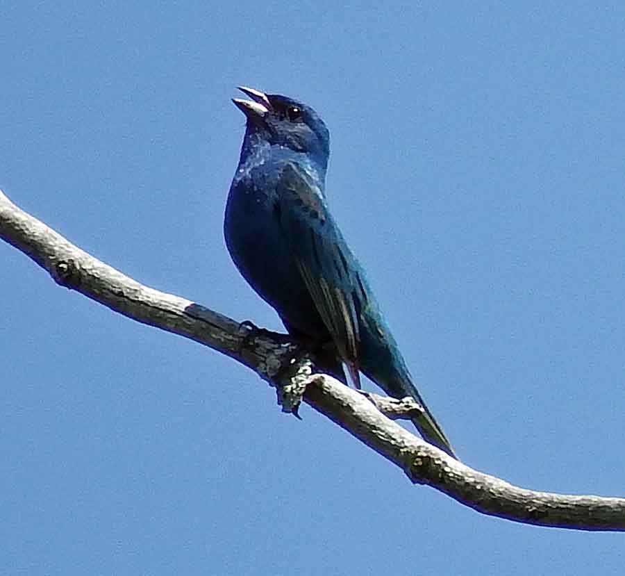 Indigo Bunting