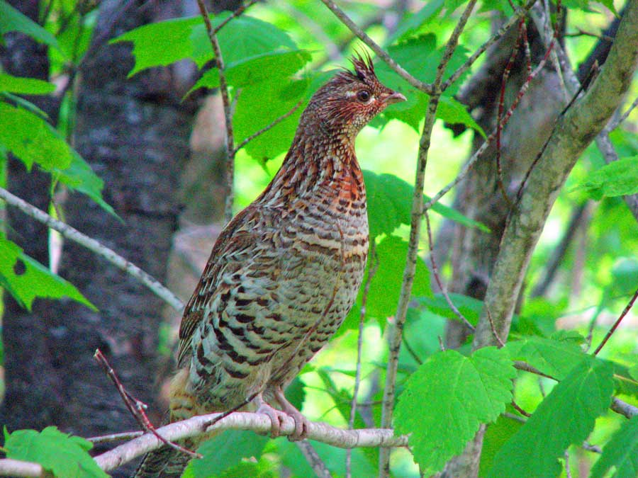 Ruffed Grouse