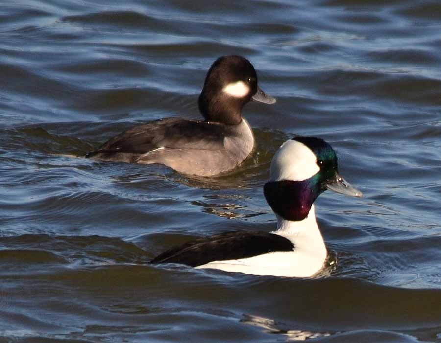 Buffleheads