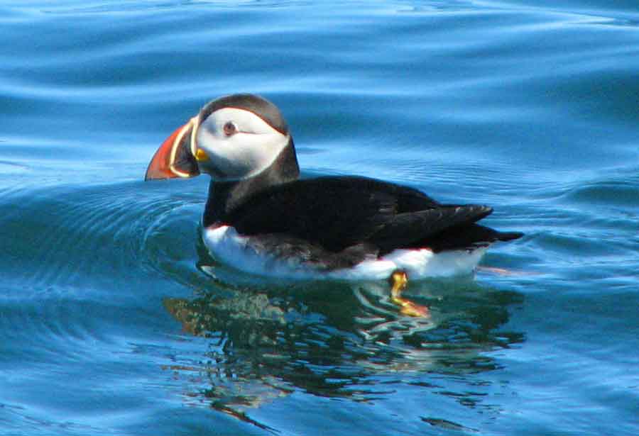 Adopt or Renew your Eastern Egg Rock Puffin