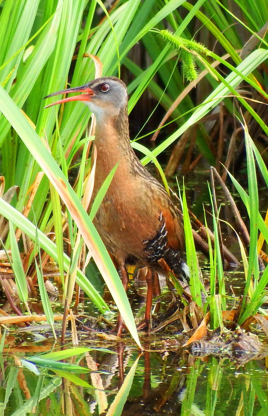 Virginia Rail