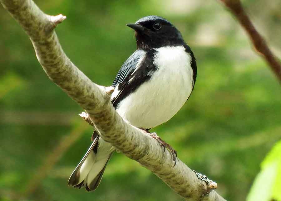 Black-throated Blue Warbler