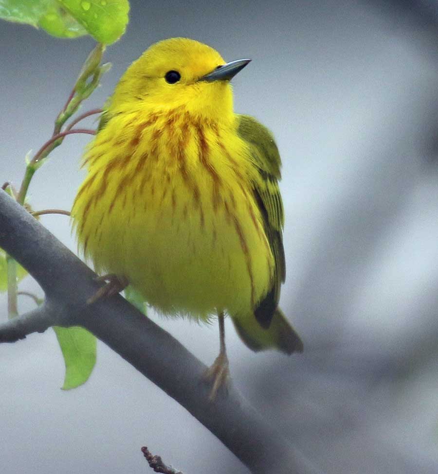 Yellow Warbler